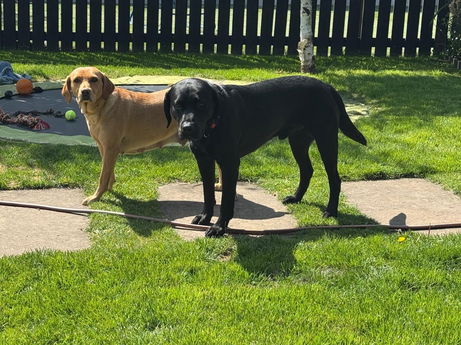 Bobby and Bailey, Pawsome’s resident dogs