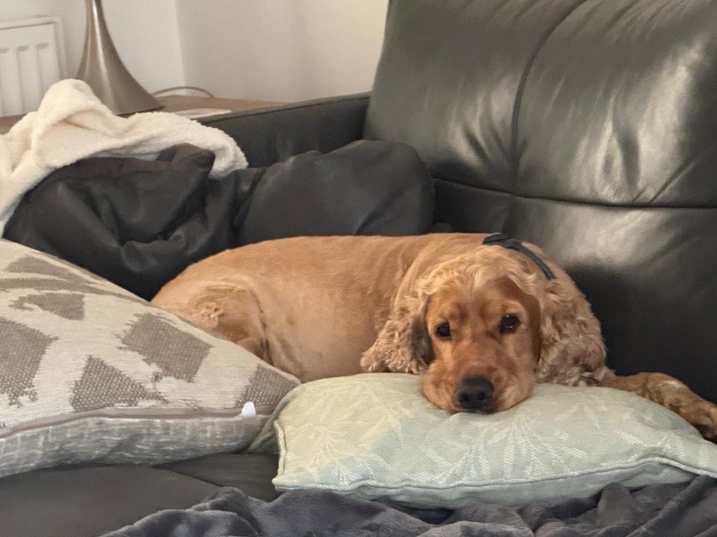 Dog relaxing on the sofa