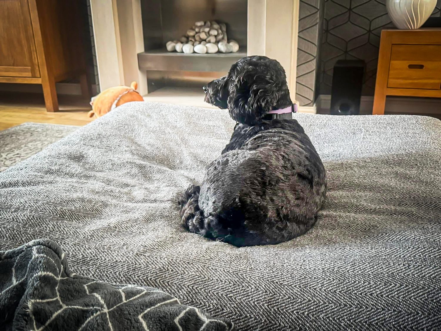 Real Pawsome guest