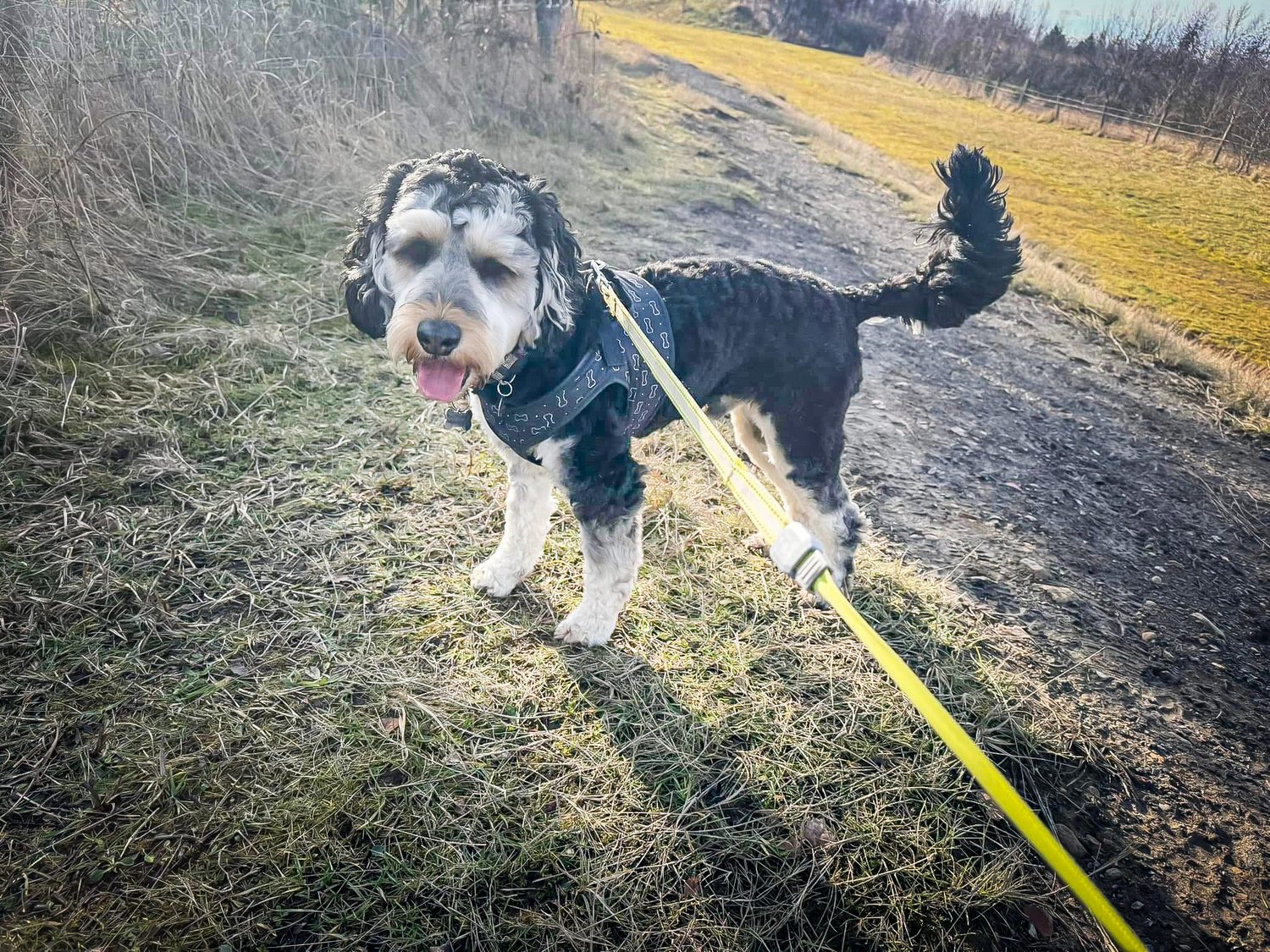 Real Pawsome guest
