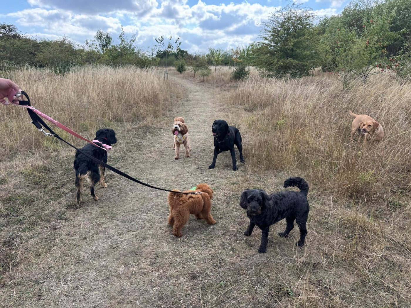 Pawsome guests enjoying countryside walks