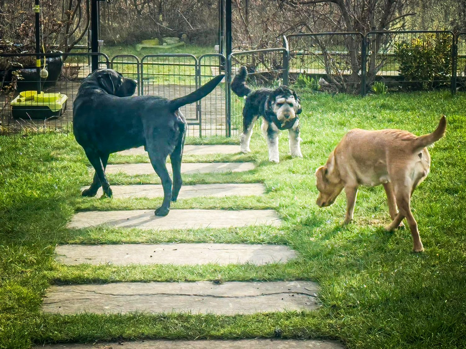 Pawsome guests enjoying garden play