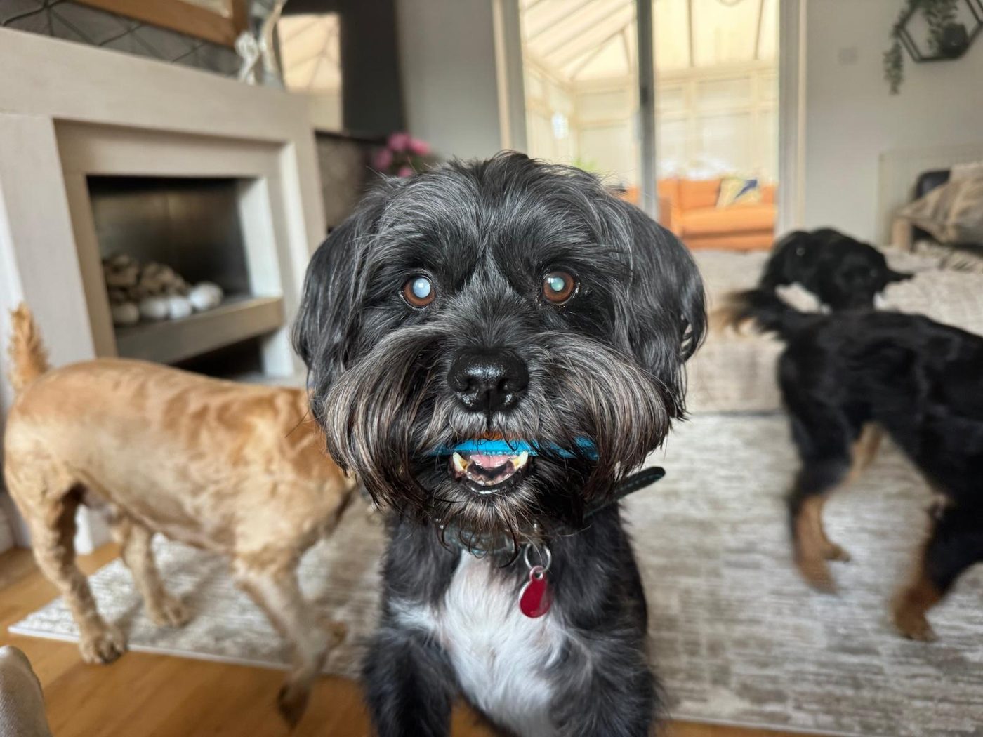 Happy Pawsome guest