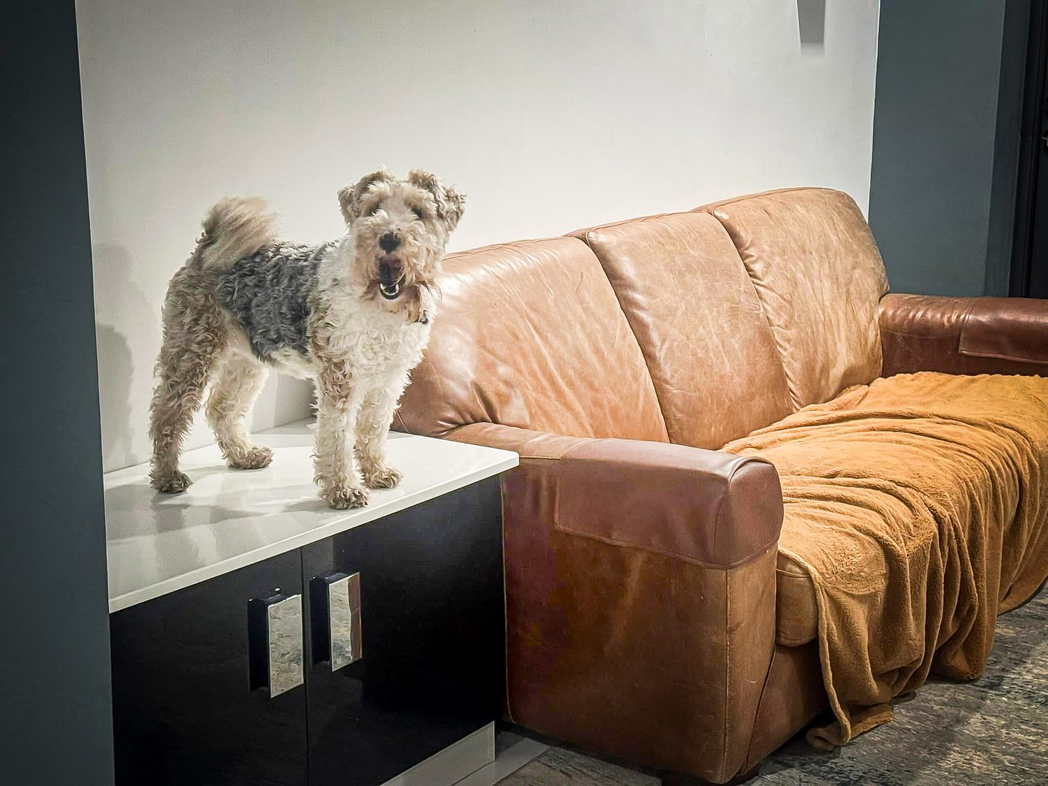 Real Pawsome guest