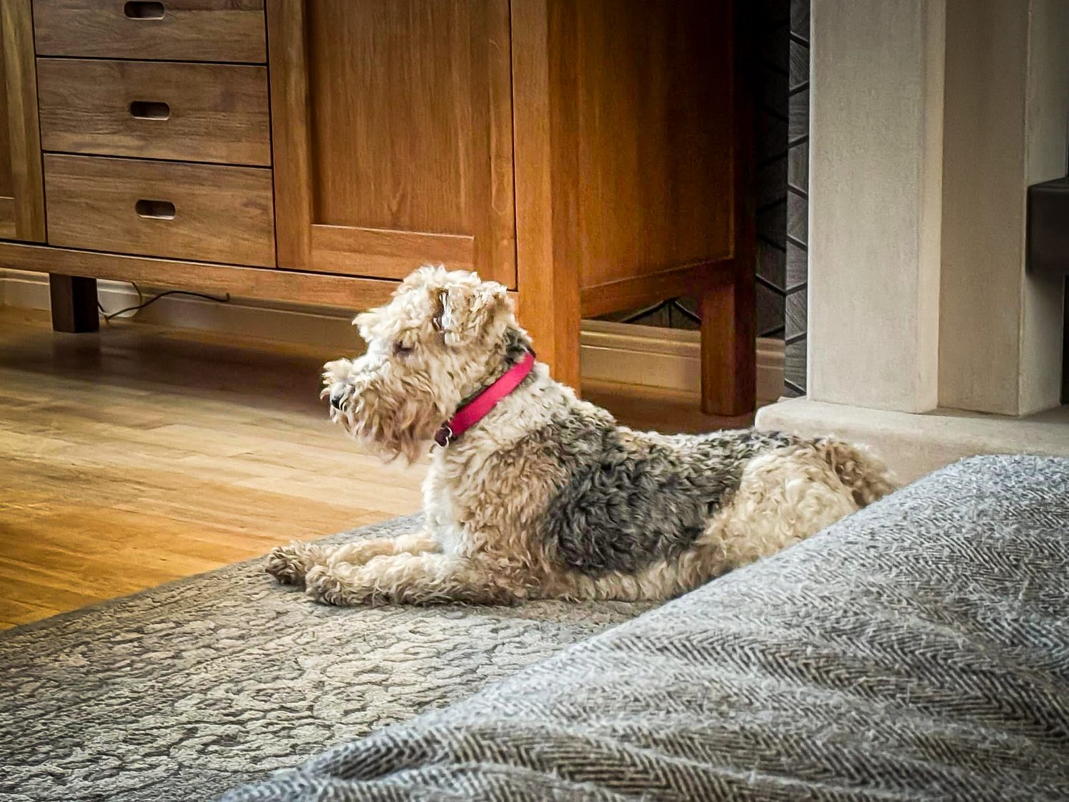 Real Pawsome guest