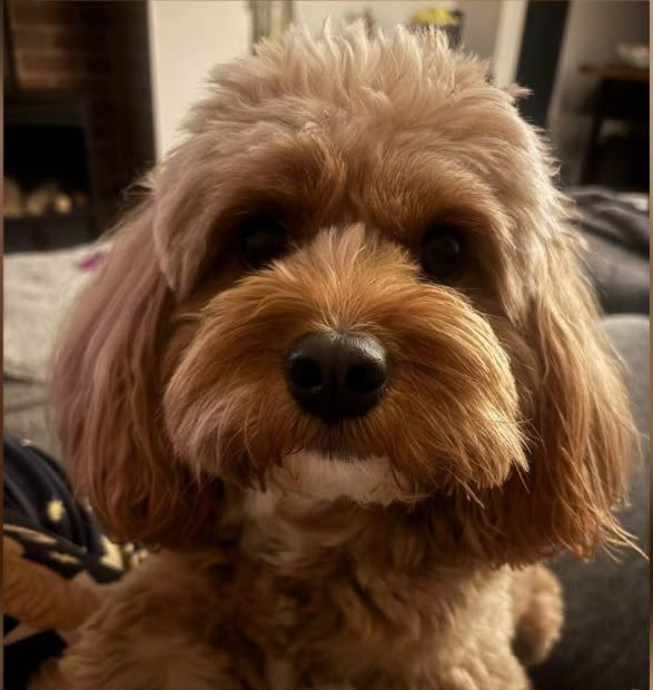 A happy Pawsome guest at home