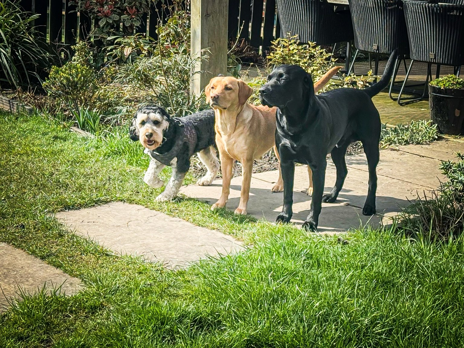 Pawsome guests spending time together in the garden