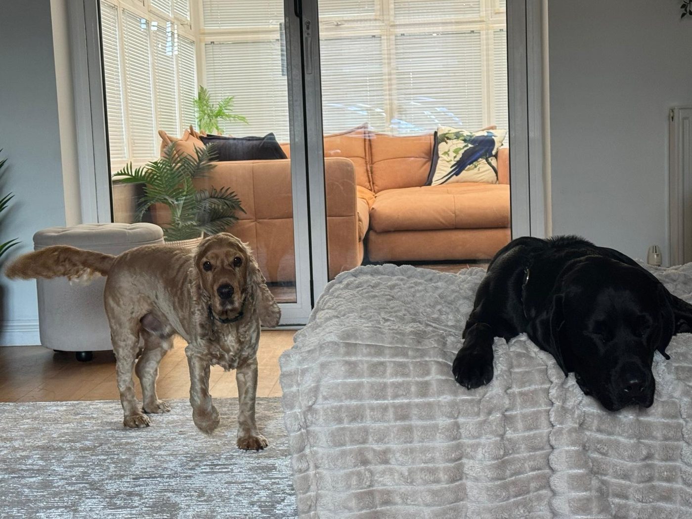 Real Pawsome guest