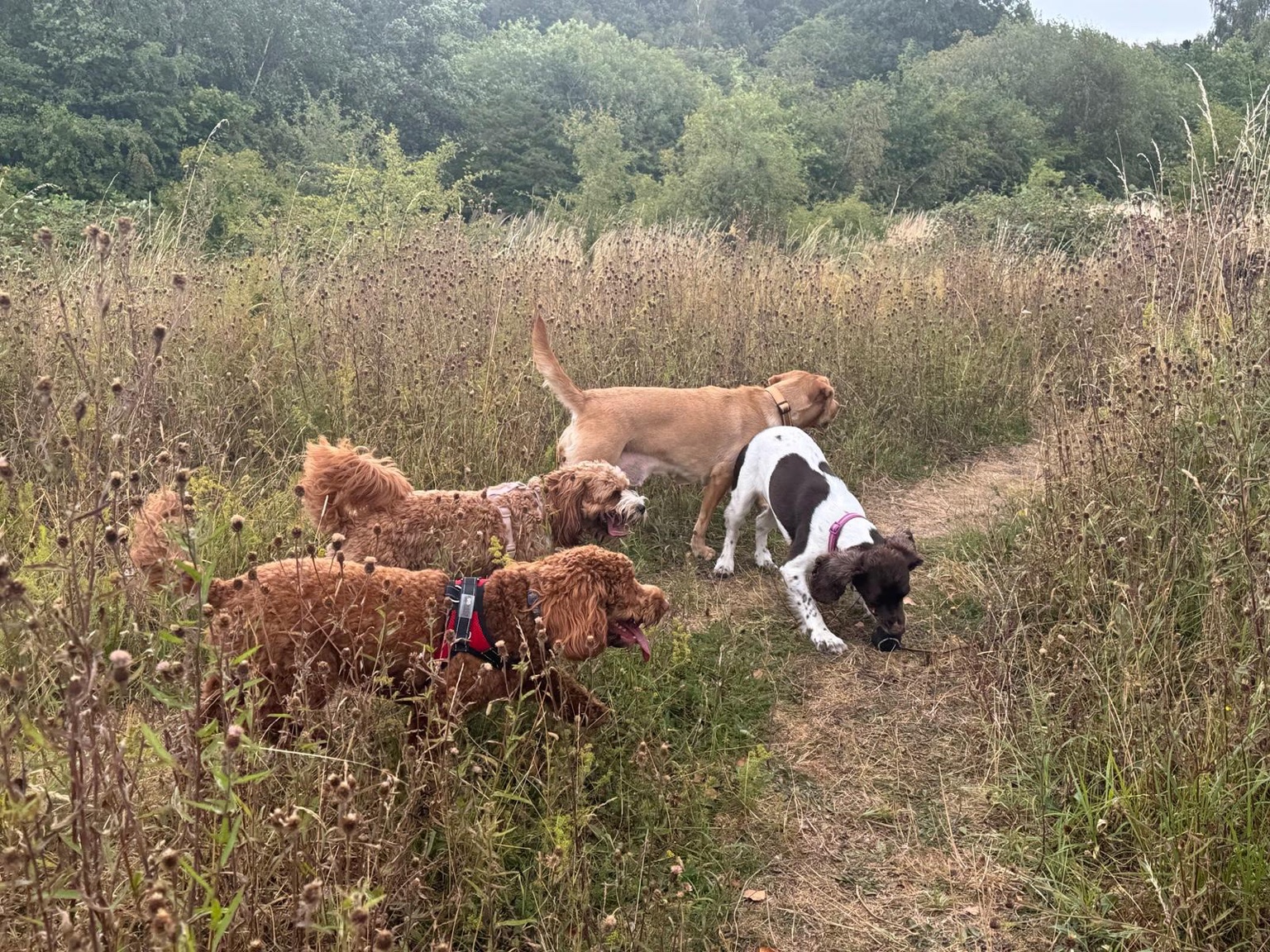 Pawsome guests exploring the countryside together