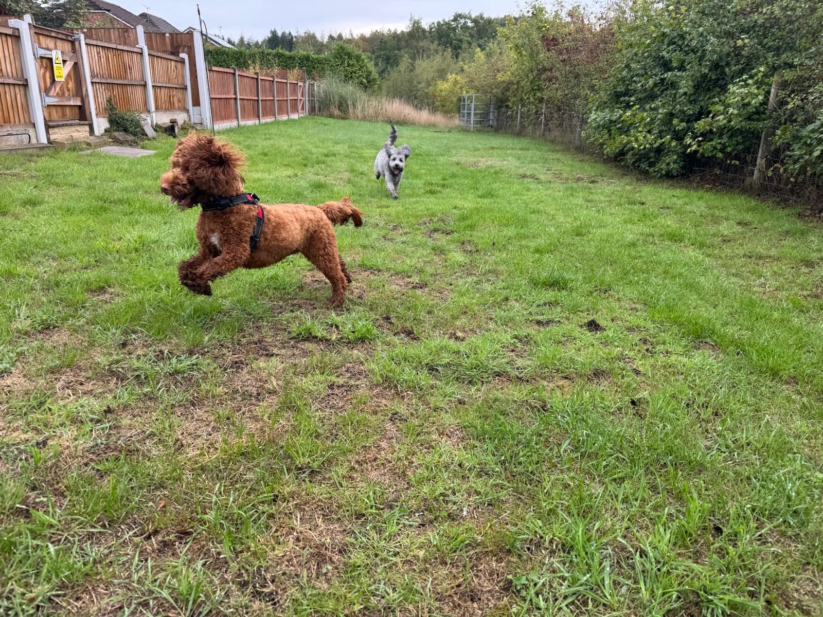 Pawsome guests running together in the field