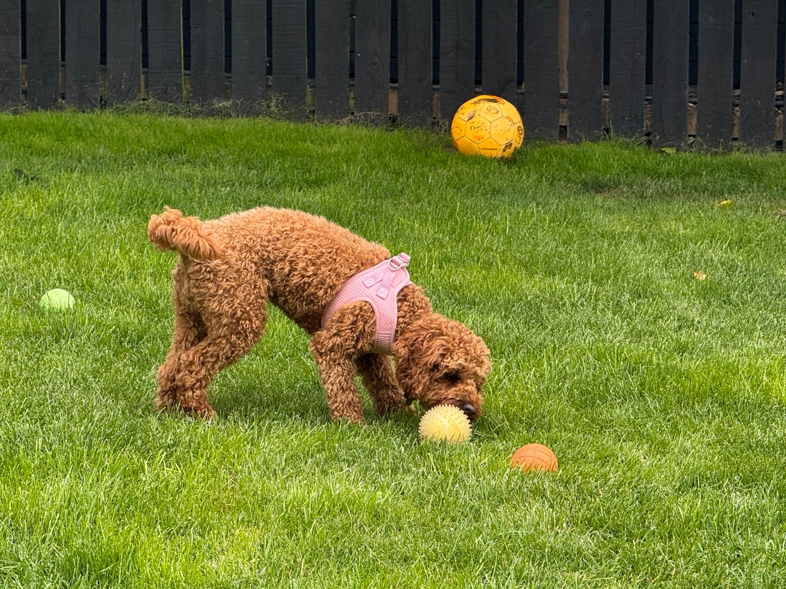 A Pawsome guest playing with a ball in the garden