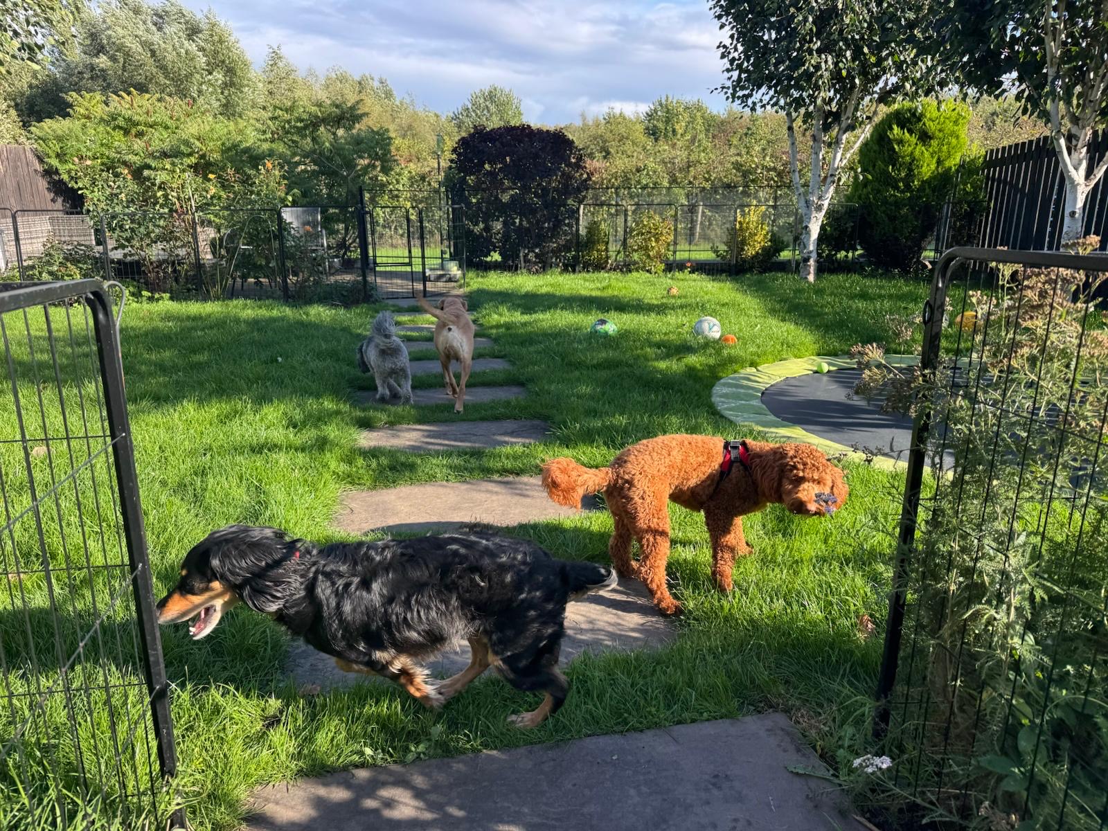 Pawsome guests enjoying the garden together