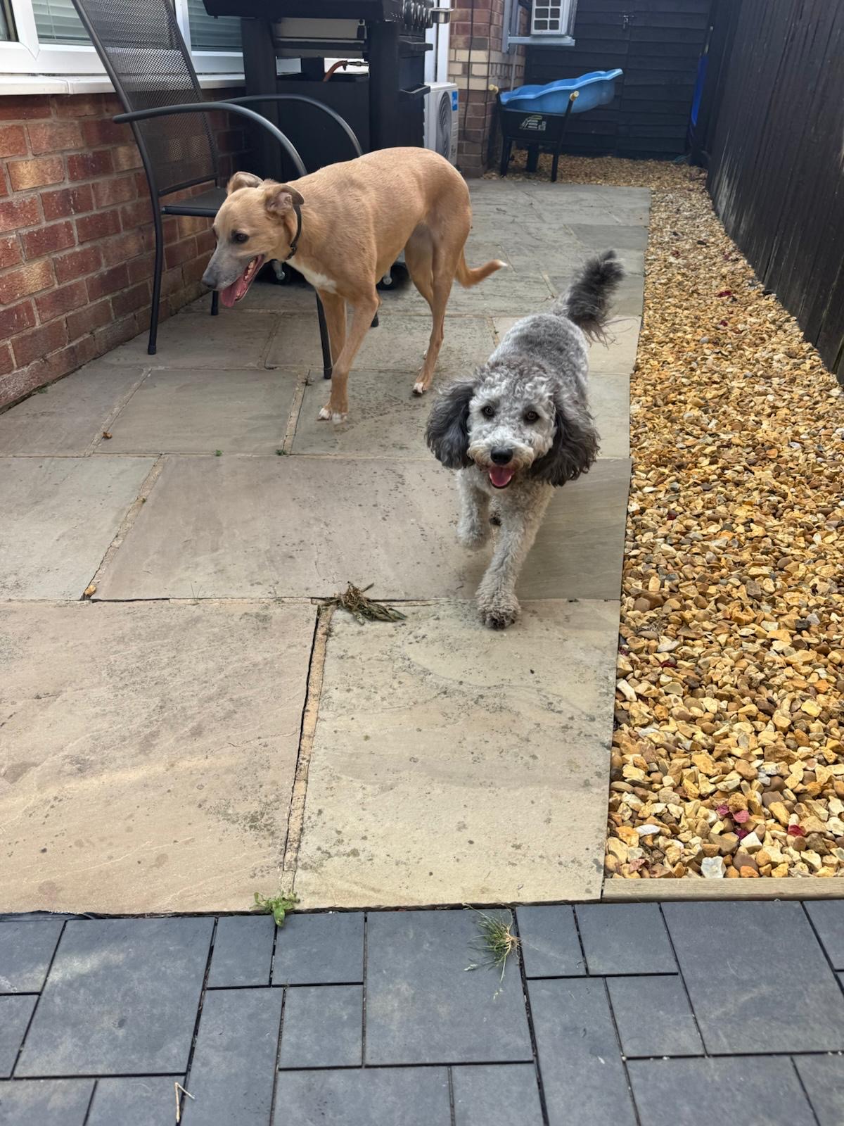 Two Pawsome guests enjoying time outside