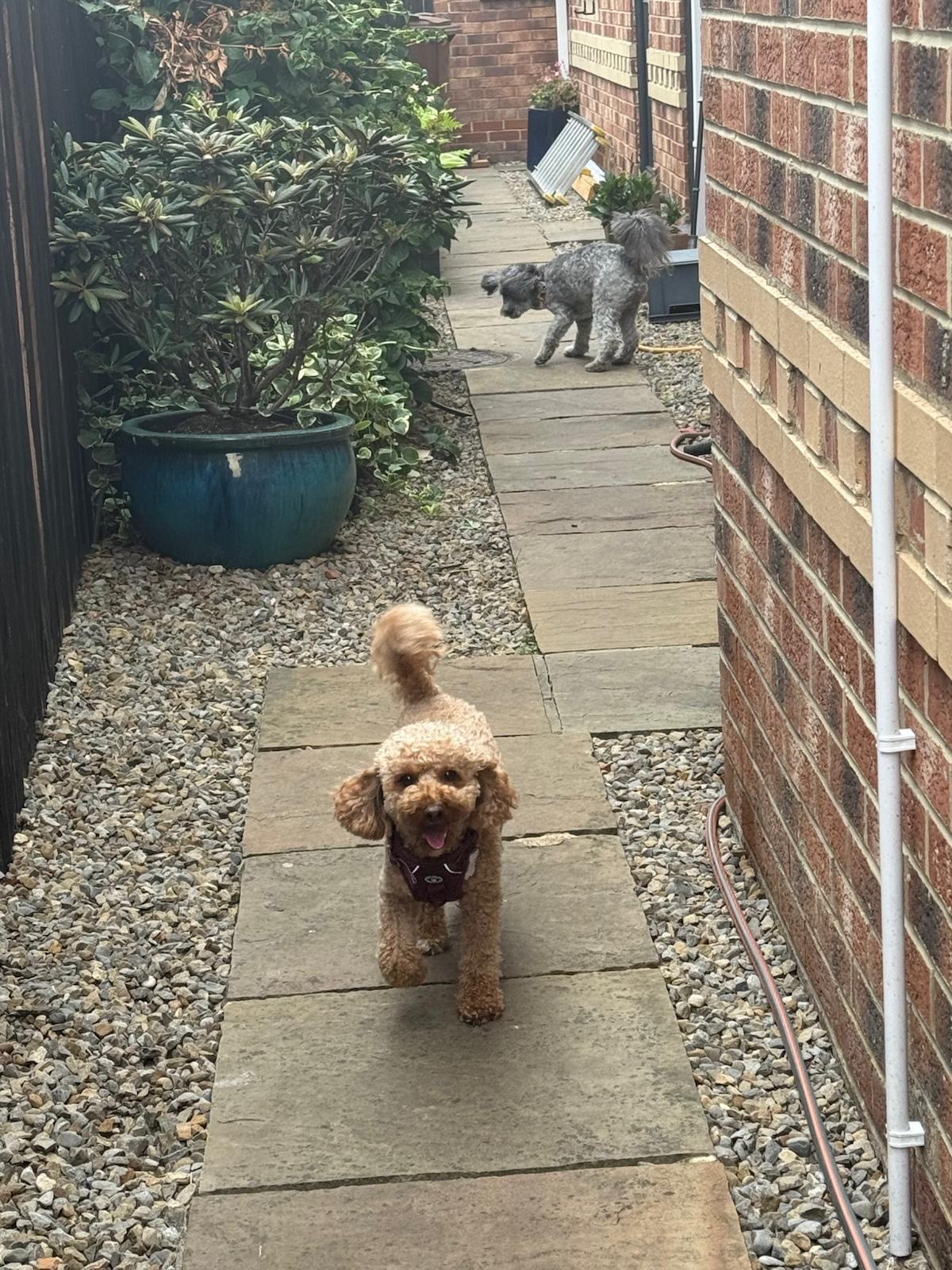 Pawsome guests exploring outside
