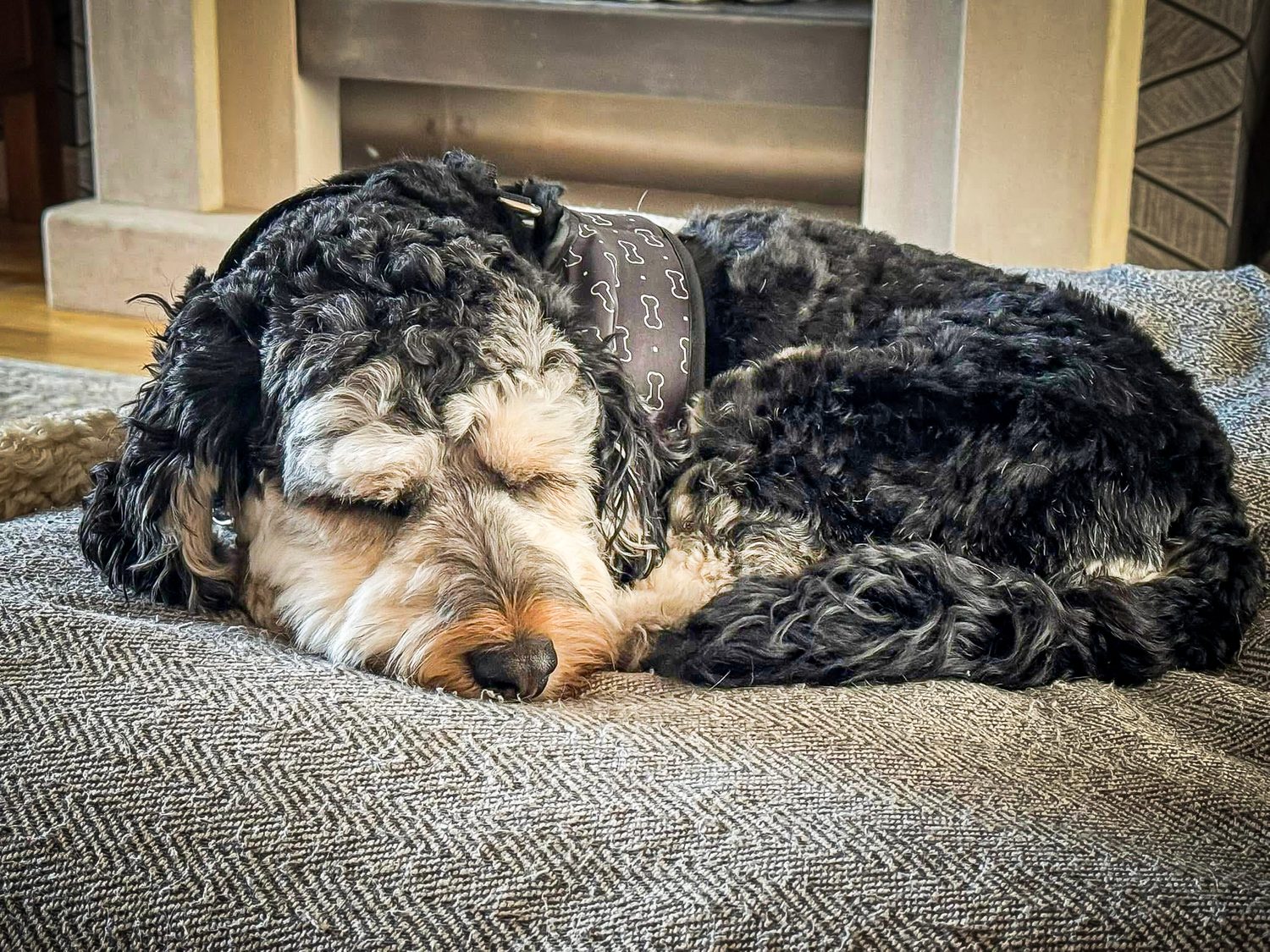 Real Pawsome guest