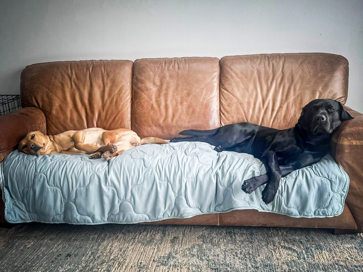 Real Pawsome guest