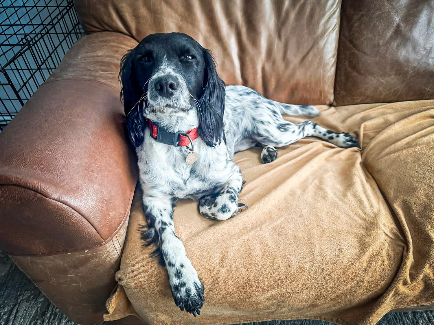 Real Pawsome guest